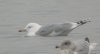Caspian Gull at Paglesham Lagoon (Steve Arlow) (23059 bytes)